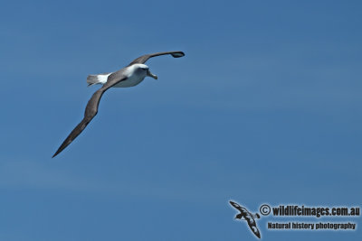 White-capped Albatross a7237.jpg