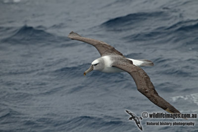 White-capped Albatross a9671.jpg