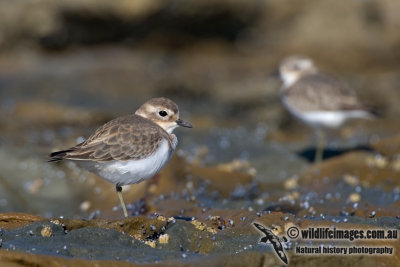 Double-banded Plover K4412.jpg