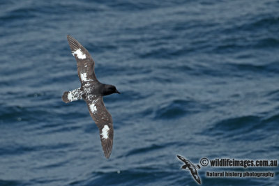 Cape Petrel a8525.jpg