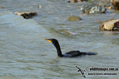 Little Pied Cormorant a7345.jpg