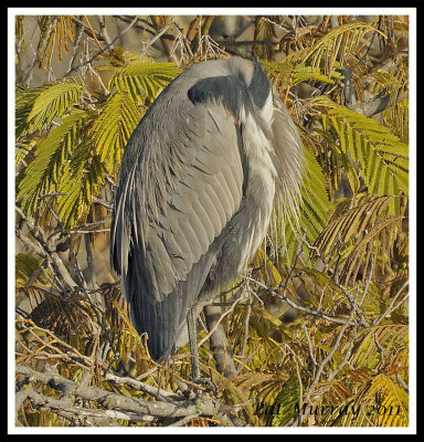 Blue Heron 9943.jpg