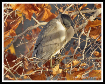 Night Heron 9931.jpg