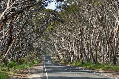 Tree Tunnel