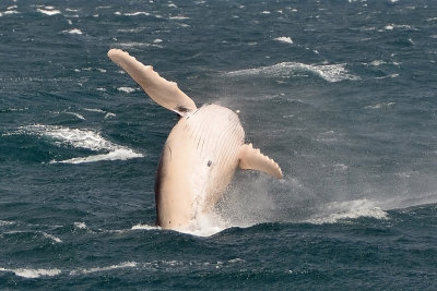 Humpback Whale