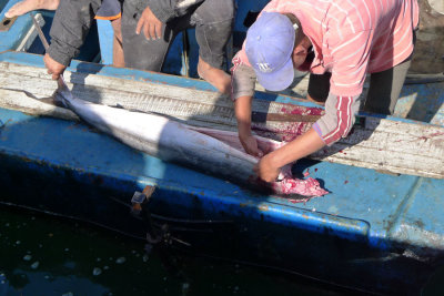 Fish filleting.jpg