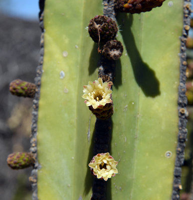 Cactus flower2.jpg