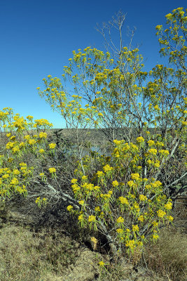 El Charco Huizache bush.jpg