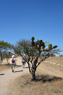 Tree and cactus grow together.jpg