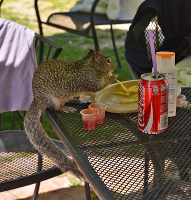 la Gruta squirrel.jpg