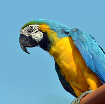 Blue-gold Parrot from Brazil, Hanging Bridges.jpg