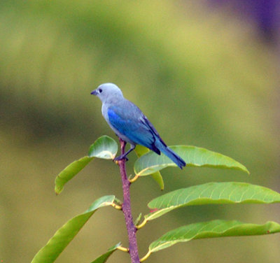 Blue-gray Tanager La Cusinga.jpg