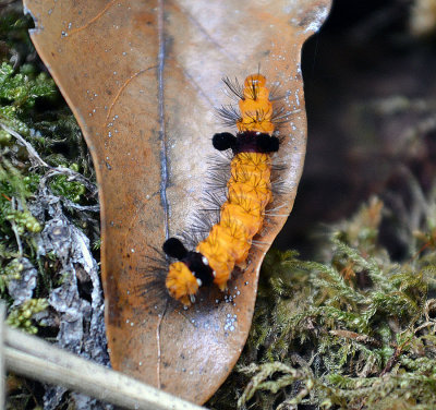 Caterpillar Savegre.jpg