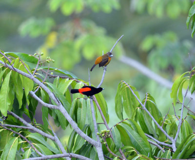 Cherrie's Tanager male and female La Cusinga.jpg