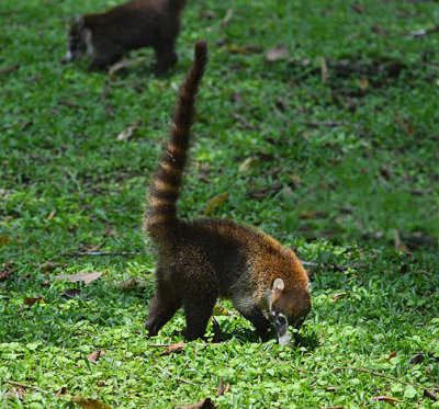 Coati Mundi, Hanging Bridges.jpg