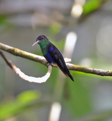 Crowned Woodnymph male La Cusinga.jpg