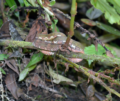 Eyelash Viper, Hanging Bridges.jpg