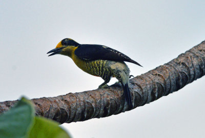 Golden-naped woodpecker.jpg