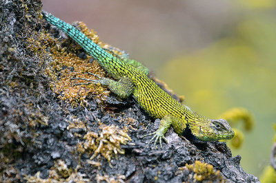 Green Spiny Lizard.jpg