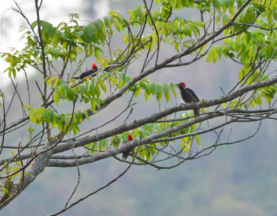 Lineated Woodpeckers Villa Lapas.jpg