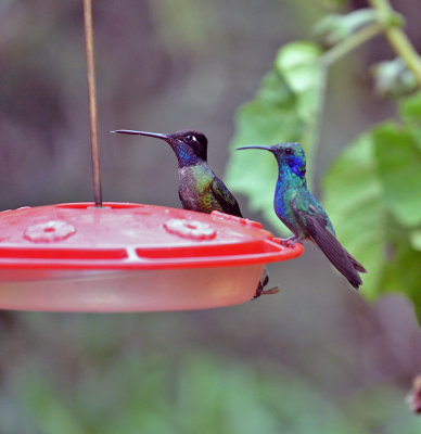 Magnificant and Green Violet-ear Hummers.jpg