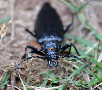 Pincher Beetle.jpg