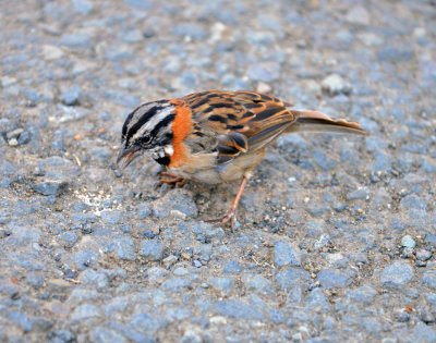 Rufous-collared Sparrow Savegre.jpg