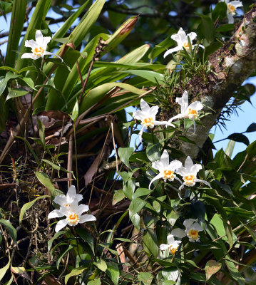 Sobralia orchids, Arenal.jpg