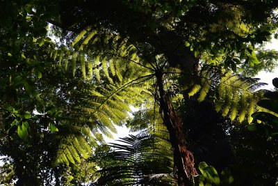 Tree Fern, Arenal.jpg