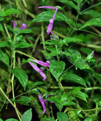 Purple Centropogon, Savegre.jpg
