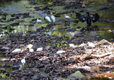 White Ibis and one Coot, Carrara.jpg