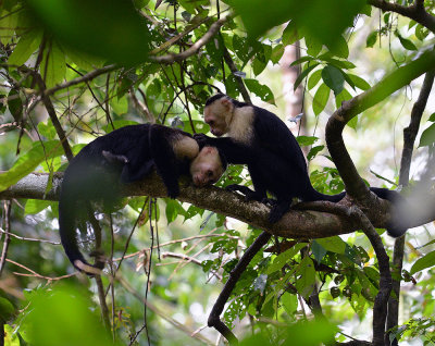 White-faced monkeys grooming Manuel Antonio.jpg