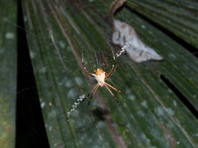 X spider La Cusinga.jpg