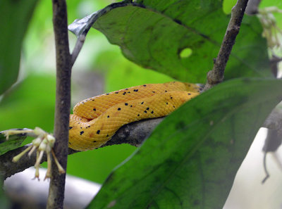 Yellow Eyelash Viper Manual Antonio.jpg