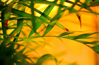 botanic_gardens