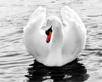 DSC_0222-Editweb.jpg