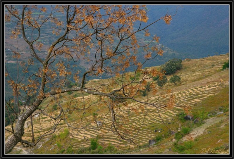 Terrace Fields in Eastern Bhutan.
