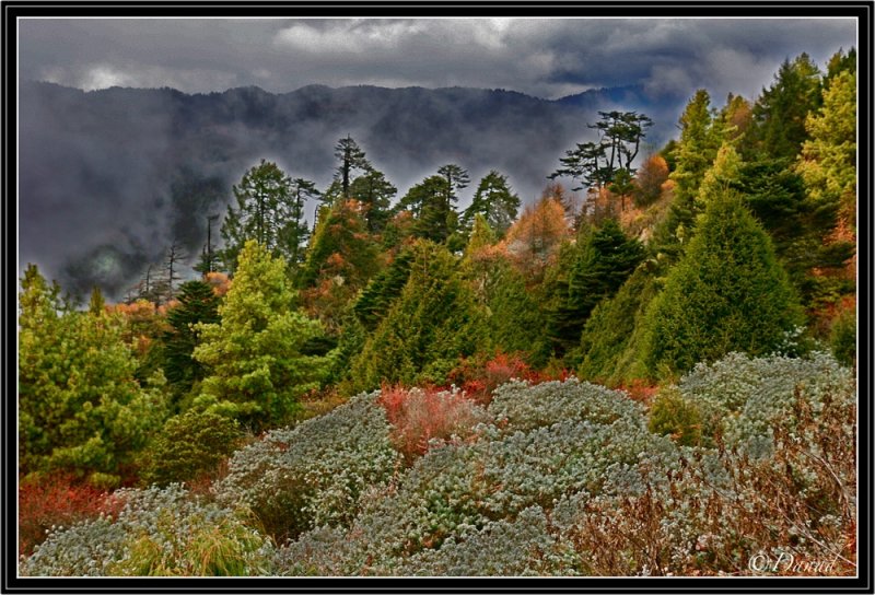 Close to Trumseng La Summit (3800m.).