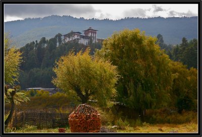 Jakar Dzong : Autumn Wind in Weeping Willow-trees.