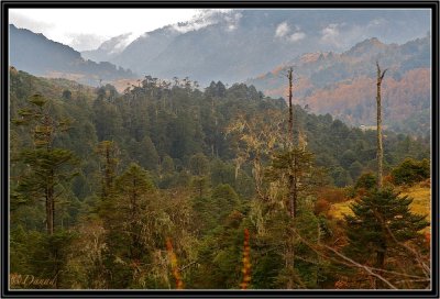 Pines and Larches Forest in Mongkar District.