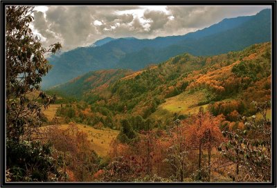 Pines and larches cover the hills in Central Bhutan.