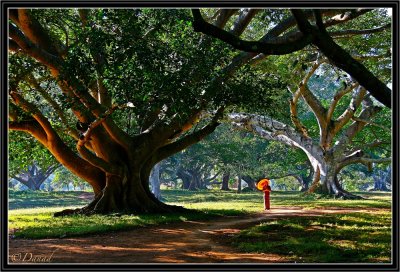 Under the venerable Banyan trees. Pindaya.