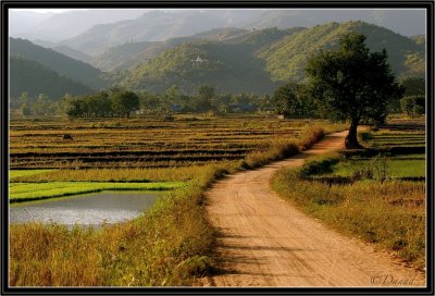 A Path in The Golden Triangle.