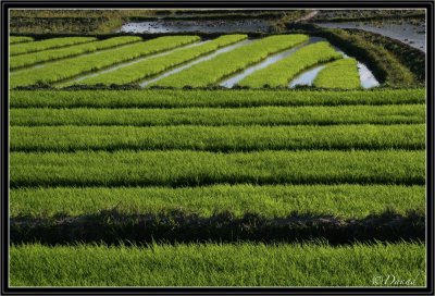 The Young Rice. Kengtung.