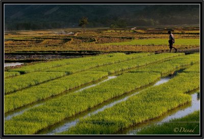 The Evening Walk of the Farmer. Kengtung Region.