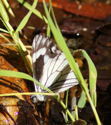 Chirachua Pine White-Male