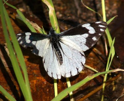 Chirachua Pine White-Male