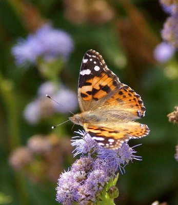 Painted Lady-s