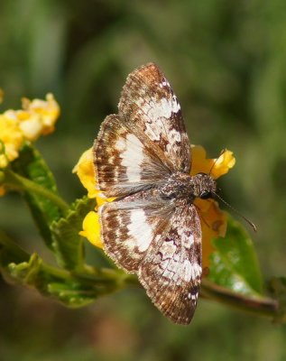 White-patched Skipper-v