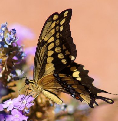 Giant Swallowtail-v